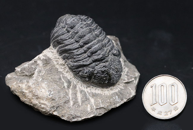 三葉虫モロッコ産⑨ファコプスPhacopsリードプスReedops？化石デボン紀