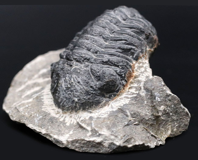 モロッコのデボン紀の地層より採集された三葉虫、リードプス（Reedops