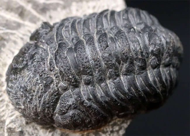 モロッコのデボン紀の地層より採集された三葉虫、リードプス（Reedops