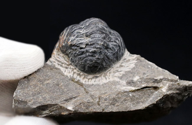 モロッコのデボン紀の地層より採集された三葉虫、リードプス（Reedops