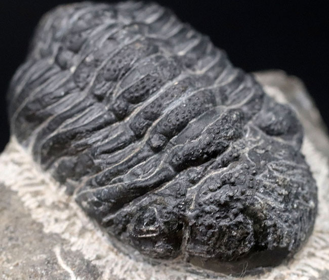 三葉虫モロッコ産⑨ファコプスPhacopsリードプスReedops？化石デボン紀