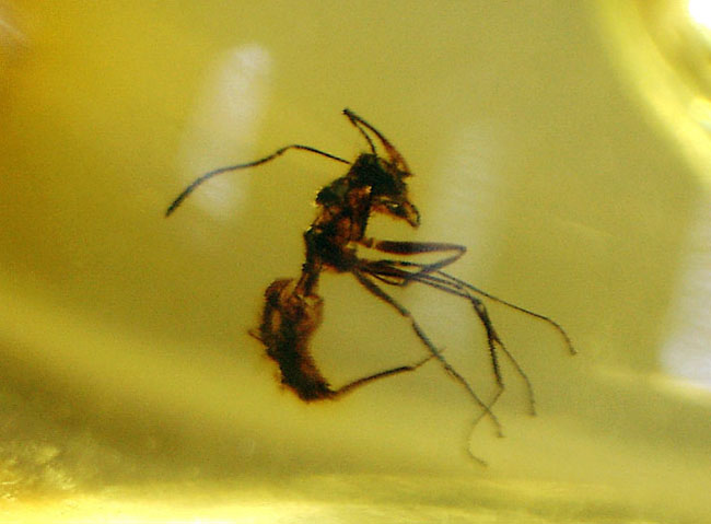 a1285 琥珀　こはくなど　まとめ売り アリさん？入り 虫入り琥珀アンバーInsects in Amberリトアニア産Balttic Sea