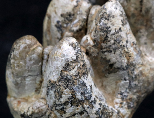 化石　A-6 化石 A-6 【公式通販】