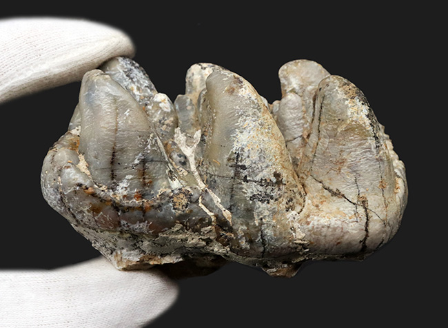 化石セブン史上２つ目！次回入荷未定、ジ・オールドコレクション！絶滅長鼻目プラティベロドン（Platybelodon grangeri）の顎骨化石（その8）