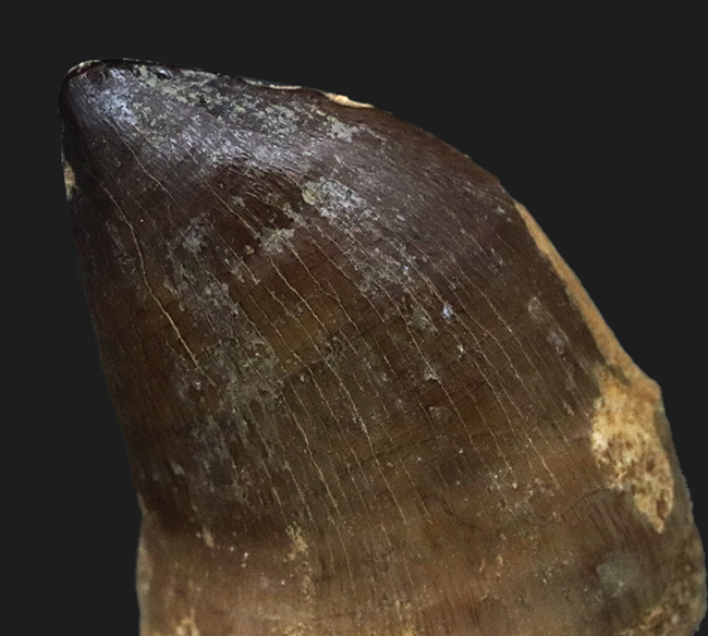 この分厚さは何だ!?白亜紀後期の海のモンスター、モササウルス(Mosasaurus)の極太の歯化石(その2)