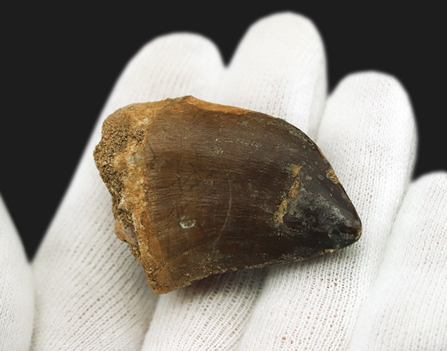 この分厚さは何だ!?白亜紀後期の海のモンスター、モササウルス(Mosasaurus)の極太の歯化石(その4)