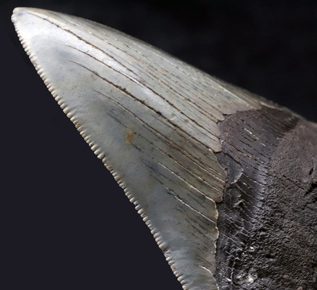 左右対称の美しい形、上質のエナメル質、セレーションなど、極めて状態の良いメガロドン（Megalodon）の歯化石（その1）