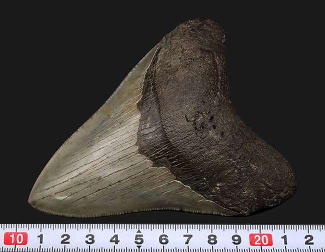 左右対称の美しい形、上質のエナメル質、セレーションなど、極めて状態の良いメガロドン（Megalodon）の歯化石（その10）