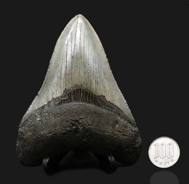左右対称の美しい形、上質のエナメル質、セレーションなど、極めて状態の良いメガロドン（Megalodon）の歯化石（その11）