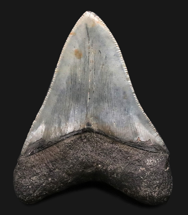 左右対称の美しい形、上質のエナメル質、セレーションなど、極めて状態の良いメガロドン（Megalodon）の歯化石（その2）