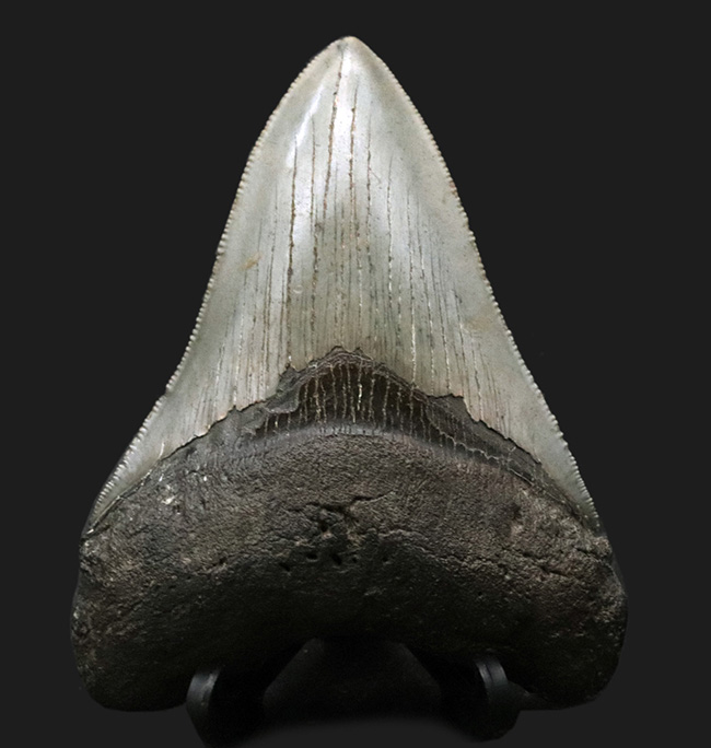 左右対称の美しい形、上質のエナメル質、セレーションなど、極めて状態の良いメガロドン（Megalodon）の歯化石（その3）