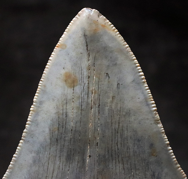 左右対称の美しい形、上質のエナメル質、セレーションなど、極めて状態の良いメガロドン（Megalodon）の歯化石（その5）