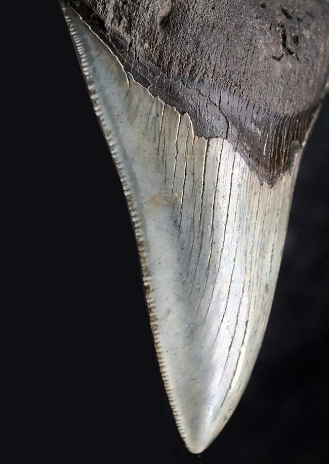左右対称の美しい形、上質のエナメル質、セレーションなど、極めて状態の良いメガロドン（Megalodon）の歯化石（その7）