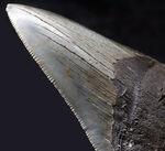 左右対称の美しい形、上質のエナメル質、セレーションなど、極めて状態の良いメガロドン（Megalodon）の歯化石