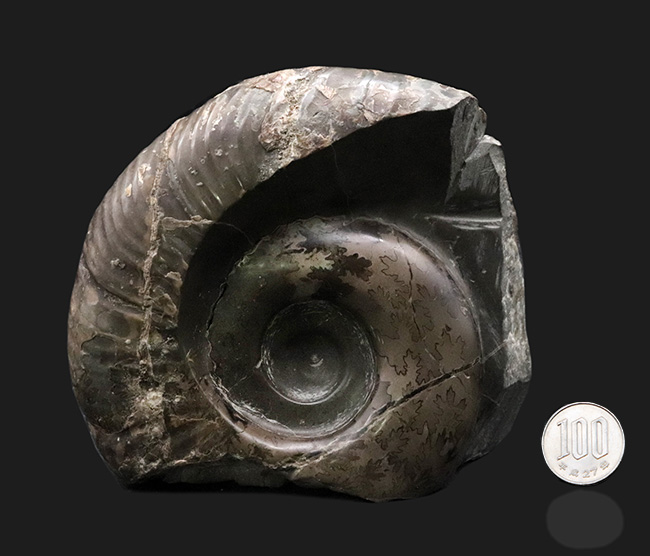 オブジェとして自立します！北海道三笠産のアンモナイト