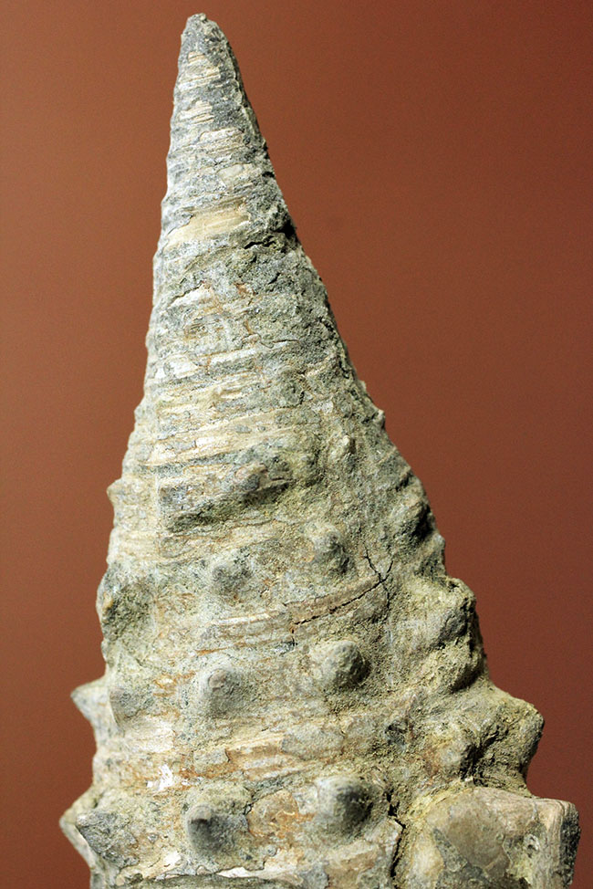 ビカリアの化石 Vicarya 化石 販売