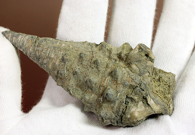 9センチに迫る大型！突起の保存状態良好！日本産のビカリア（Vicarya