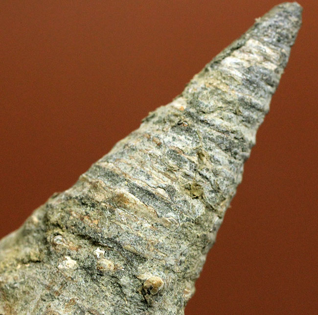 9センチに迫る大型!突起の保存状態良好!日本産のビカリア(Vicarya sp.)(その9)