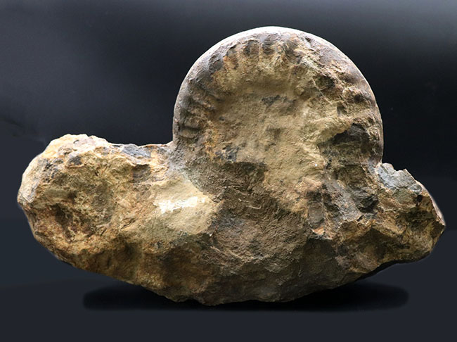 ザ・化石！母岩との一体感にご注目、母岩含め４０センチ弱、ほぼ１０キロのビッグなアンモナイト、アリエティテスの化石（その8）
