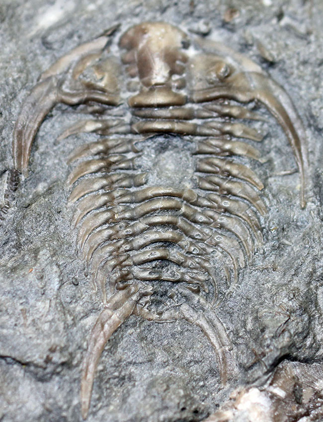 珍しい!幅広の棘に特徴があるセラウルス・プラッティネンシス(Ceraurus plattinensis)。希少なオールドコレクション。(その1)