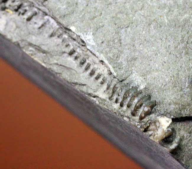 珍しい！幅広の棘に特徴があるセラウルス・プラッティネンシス（Ceraurus plattinensis）。希少なオールドコレクション。（その10）