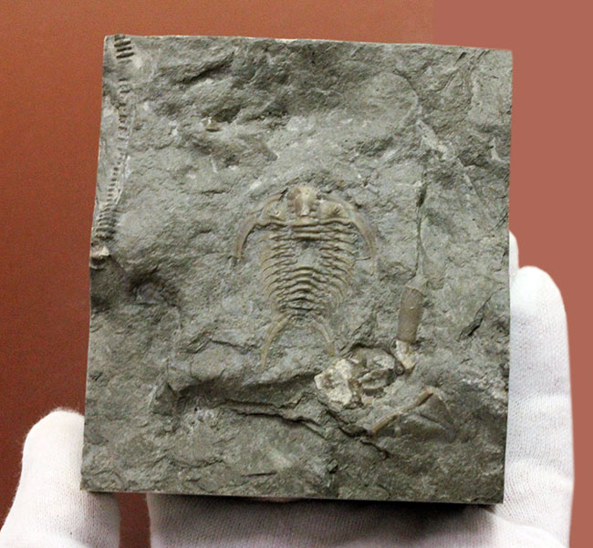 珍しい!幅広の棘に特徴があるセラウルス・プラッティネンシス(Ceraurus plattinensis)。希少なオールドコレクション。(その12)