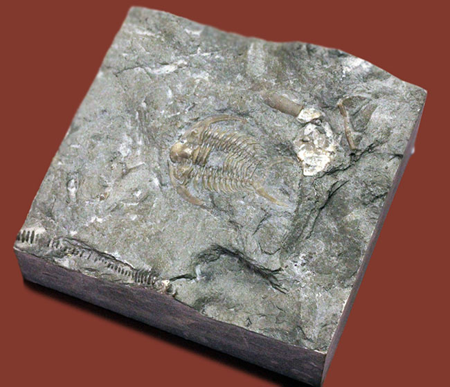 珍しい！幅広の棘に特徴があるセラウルス・プラッティネンシス（Ceraurus plattinensis）。希少なオールドコレクション。（その14）
