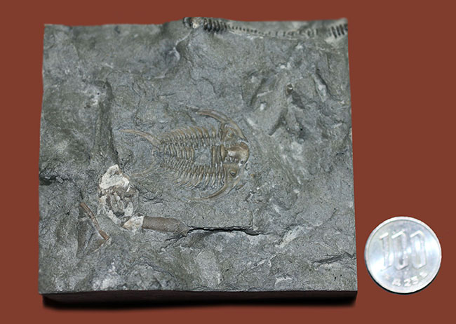 珍しい!幅広の棘に特徴があるセラウルス・プラッティネンシス(Ceraurus plattinensis)。希少なオールドコレクション。(その15)