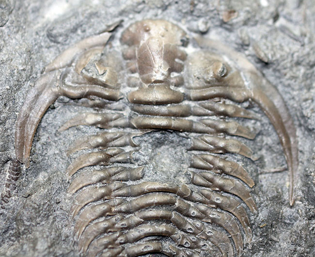 珍しい!幅広の棘に特徴があるセラウルス・プラッティネンシス(Ceraurus plattinensis)。希少なオールドコレクション。(その2)