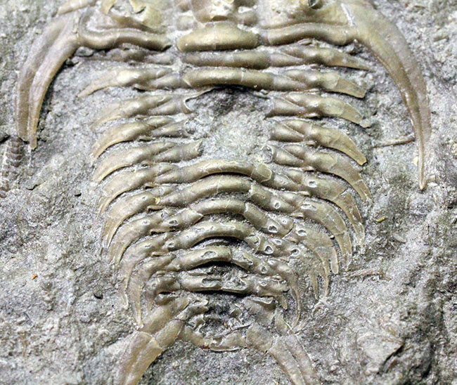 珍しい!幅広の棘に特徴があるセラウルス・プラッティネンシス(Ceraurus plattinensis)。希少なオールドコレクション。(その3)
