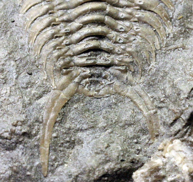 珍しい!幅広の棘に特徴があるセラウルス・プラッティネンシス(Ceraurus plattinensis)。希少なオールドコレクション。(その4)