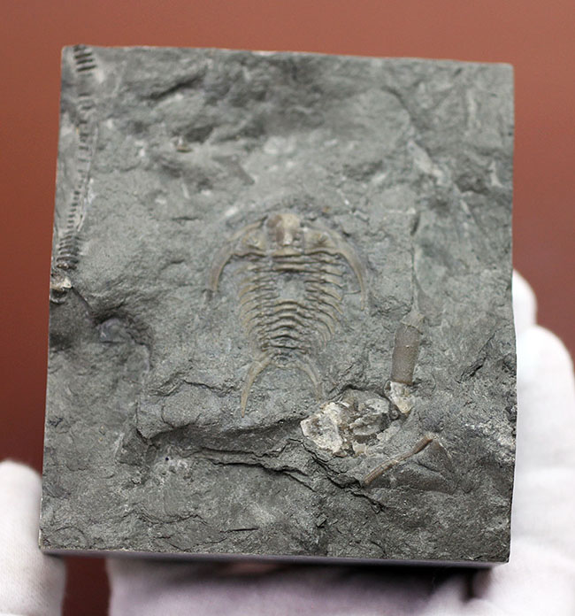 珍しい!幅広の棘に特徴があるセラウルス・プラッティネンシス(Ceraurus plattinensis)。希少なオールドコレクション。(その5)