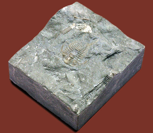 珍しい!幅広の棘に特徴があるセラウルス・プラッティネンシス(Ceraurus plattinensis)。希少なオールドコレクション。(その6)