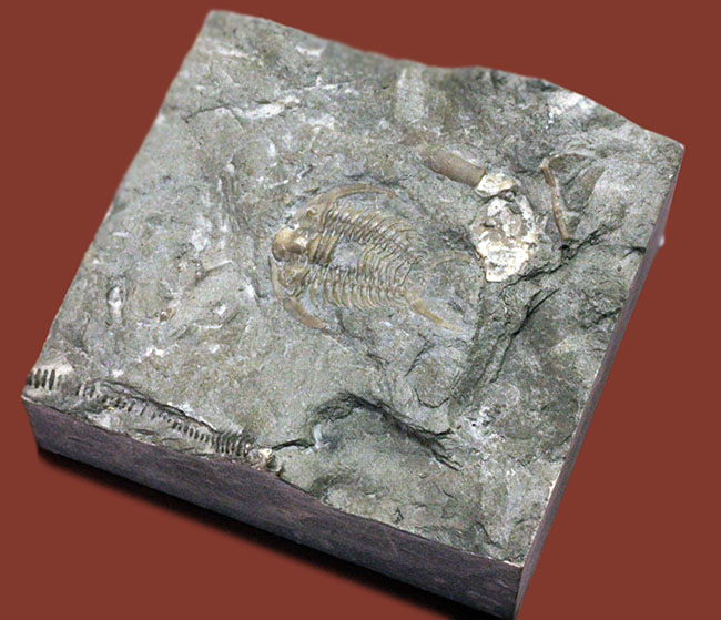 珍しい!幅広の棘に特徴があるセラウルス・プラッティネンシス(Ceraurus plattinensis)。希少なオールドコレクション。(その7)