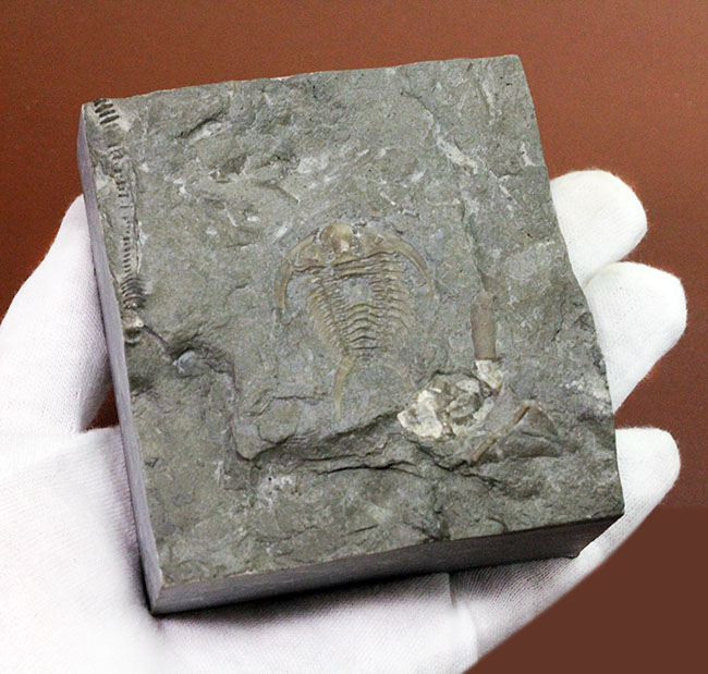 珍しい!幅広の棘に特徴があるセラウルス・プラッティネンシス(Ceraurus plattinensis)。希少なオールドコレクション。(その8)