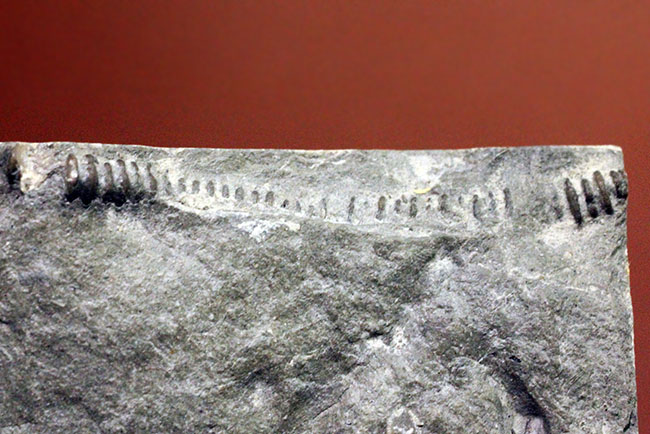 珍しい！幅広の棘に特徴があるセラウルス・プラッティネンシス（Ceraurus plattinensis）。希少なオールドコレクション。（その9）