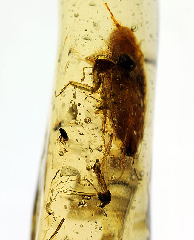 希少！ゴキブリと思しき昆虫が内包されたマダガスカル産コーパル（Copal）。肉眼でもはっきり見える！（その1）