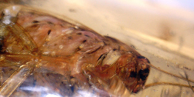 希少!ゴキブリと思しき昆虫が内包されたマダガスカル産コーパル(Copal)。肉眼でもはっきり見える!(その11)