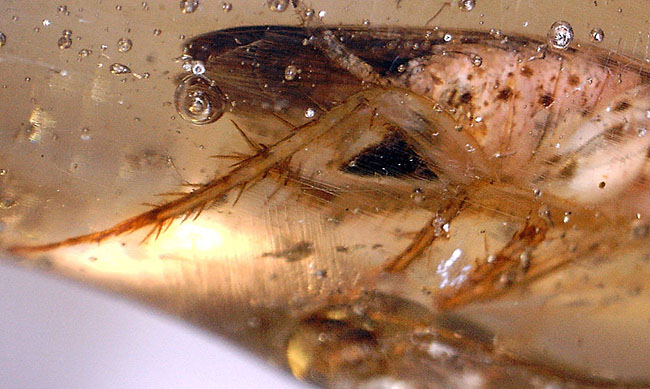希少！ゴキブリと思しき昆虫が内包されたマダガスカル産コーパル（Copal）。肉眼でもはっきり見える！（その12）