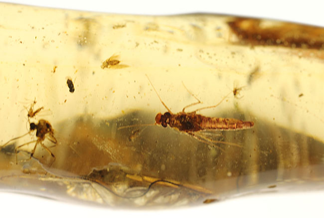 希少!ゴキブリと思しき昆虫が内包されたマダガスカル産コーパル(Copal)。肉眼でもはっきり見える!(その15)