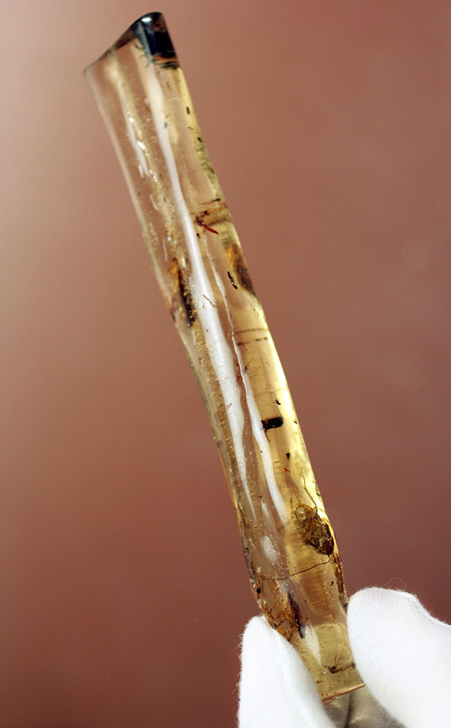 希少!ゴキブリと思しき昆虫が内包されたマダガスカル産コーパル(Copal)。肉眼でもはっきり見える!(その2)