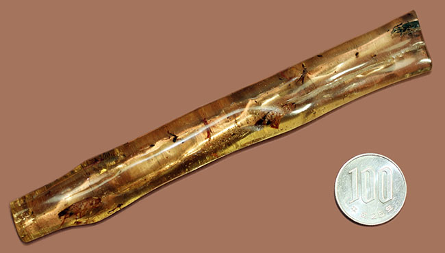 希少!ゴキブリと思しき昆虫が内包されたマダガスカル産コーパル(Copal)。肉眼でもはっきり見える!(その20)