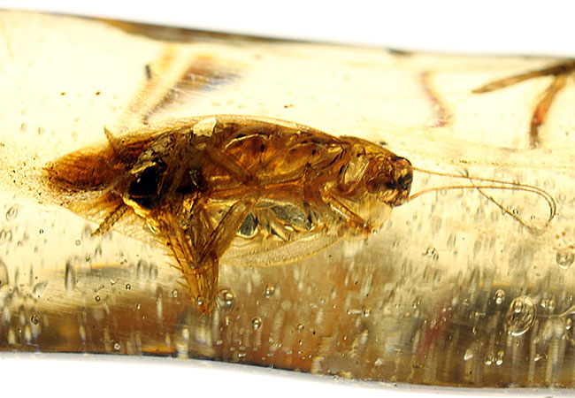 希少！ゴキブリと思しき昆虫が内包されたマダガスカル産コーパル（Copal）。肉眼でもはっきり見える！（その4）