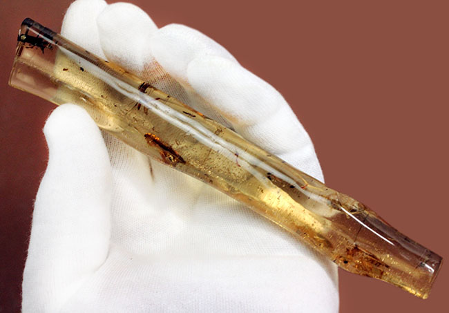 希少!ゴキブリと思しき昆虫が内包されたマダガスカル産コーパル(Copal)。肉眼でもはっきり見える!(その7)