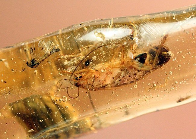 希少！ゴキブリと思しき昆虫が内包されたマダガスカル産コーパル（Copal）。肉眼でもはっきり見える！（その8）