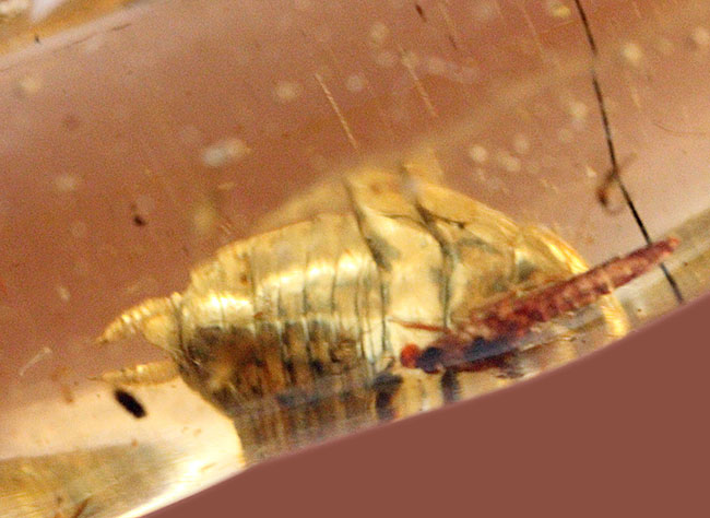 希少！ゴキブリと思しき昆虫が内包されたマダガスカル産コーパル（Copal）。肉眼でもはっきり見える！（その9）