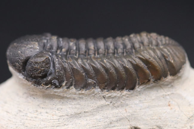 素晴らしい保存状態！複眼のレンズにご注目！モロッコ産のデボン紀の三葉虫、バランデオプス（Barrandeops）の化石（その12）