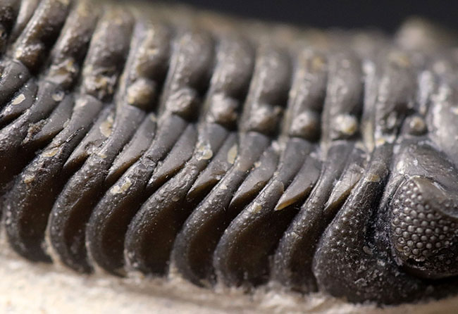 素晴らしい保存状態！複眼のレンズにご注目！モロッコ産のデボン紀の三葉虫、バランデオプス（Barrandeops）の化石（その4）