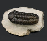 素晴らしい保存状態！複眼のレンズにご注目！モロッコ産のデボン紀の三葉虫、バランデオプス（Barrandeops）の化石