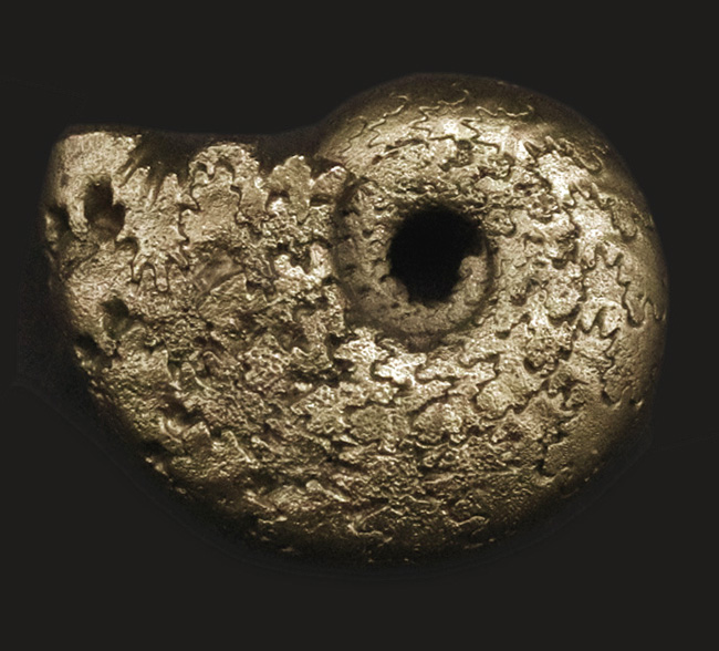 フランス・アヴェロン産の黄鉄鉱化アンモナイト（Ammonite）（その2）